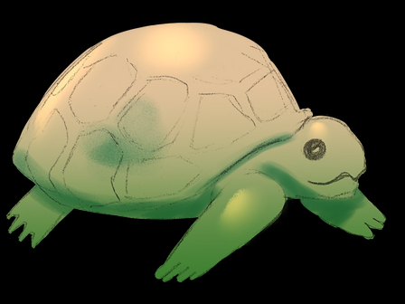 Translucent Green Turtle Sticker
