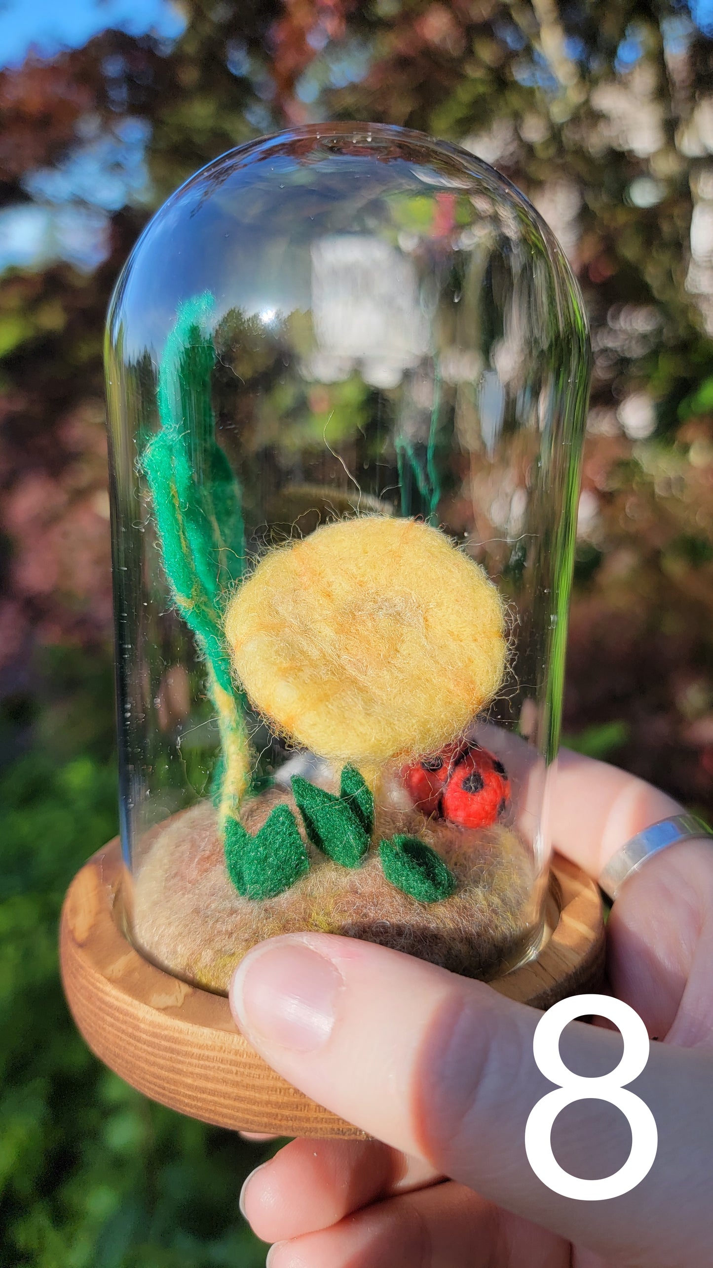 Citrus felt terrariums