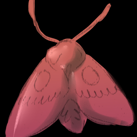 Translucent Pink Moth Sticker